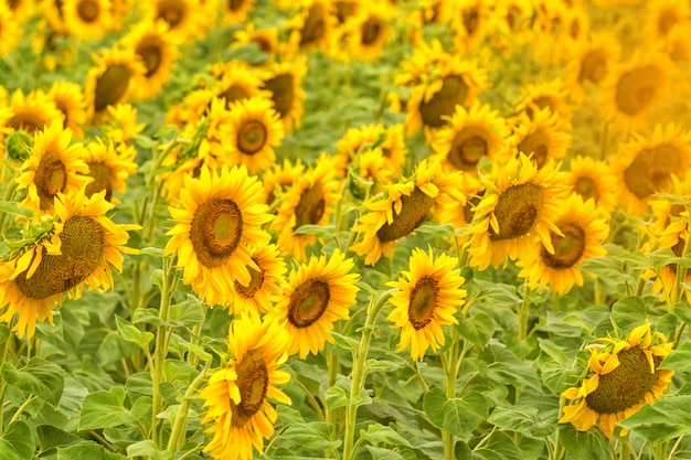 明るい黄色のひまわり畑1日当たりの良い夏の日。