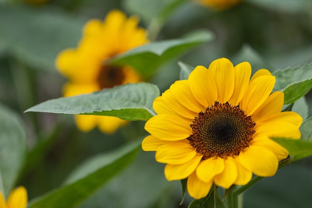 Bright yellow sunflower in field