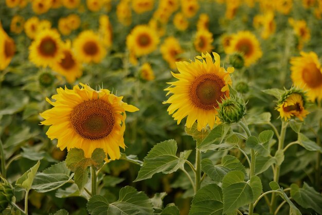 Ярко-желтый цветок подсолнечника сельскохозяйственное поле сезон сбора урожая