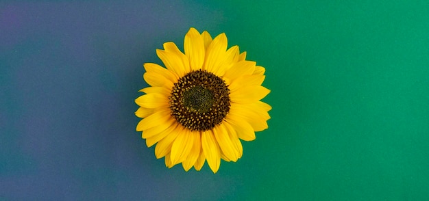 Ярко-желтый цветок подсолнуха на сине-зеленом градиентном фоне