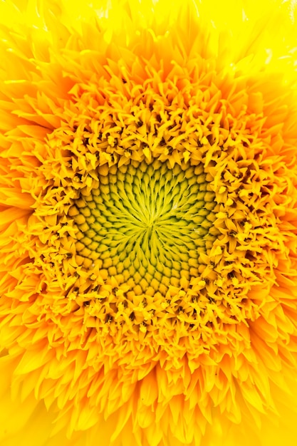 Photo bright yellow sunflower in the sun