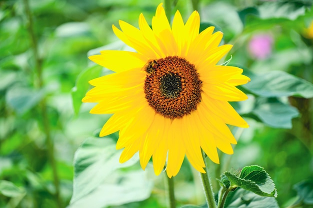 Bright yellow sunflower with bumblebee sitting center flower