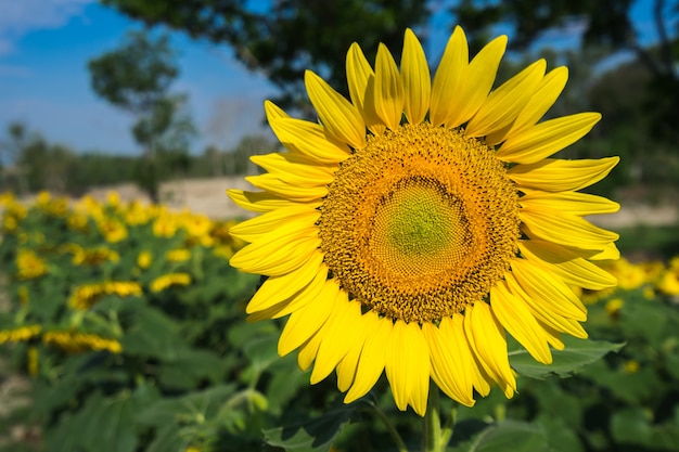 Bright yellow sunflower