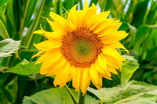 Bright yellow sunflowers in full bloom in garden for oil improves skin health and promote cell regeneration