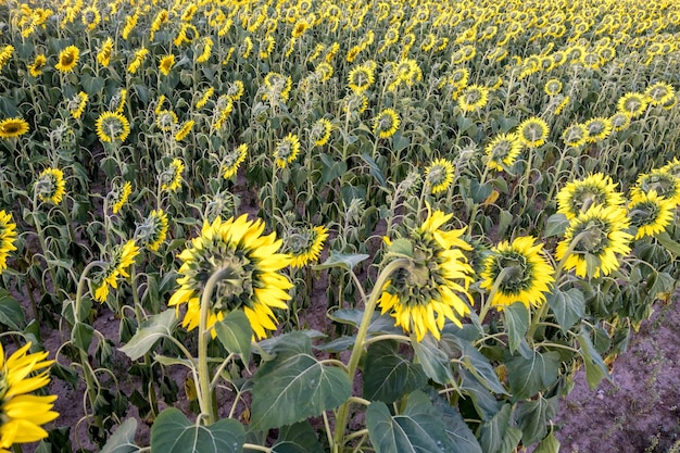 Bright yellow sunflowers in full bloom in garden for oil improves skin health and promote cell regeneration