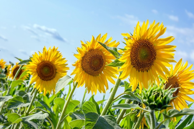 Bright yellow sunflowers in full bloom garden