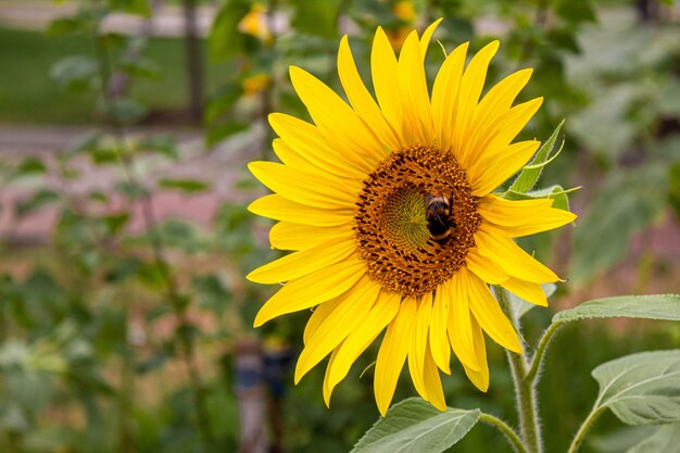 Bright yellow sunflowers and sun. Selective focus