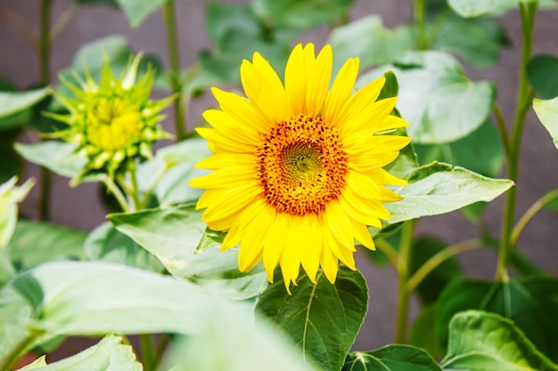 Bright yellow sunflowers and sun. Selective focus