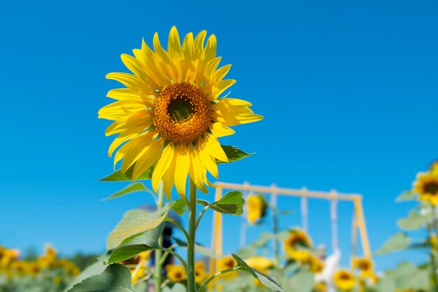 Bright yellow sunflowers and yellow swings natural playground Good environment