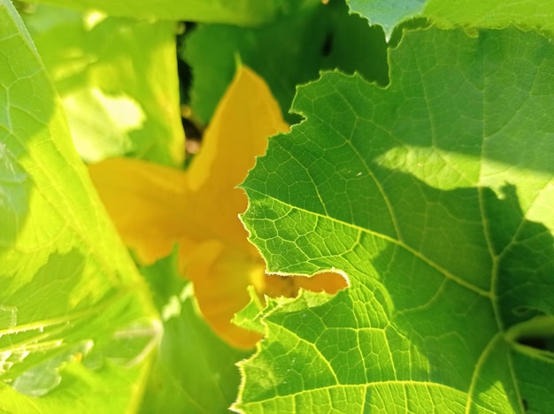 bright yellow sunny flower zucchini against the background green leaves sunlit vegetable