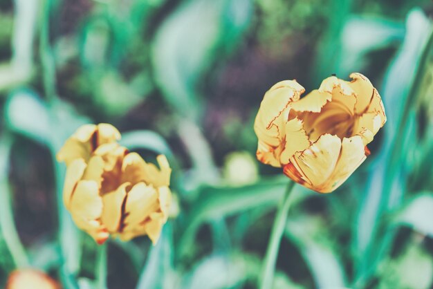 明るい黄色のチューリップの花がクローズアップ