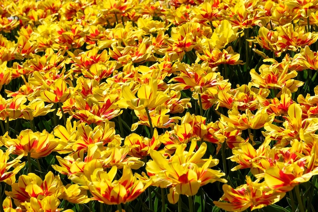 Bright yellowred blooming tulips