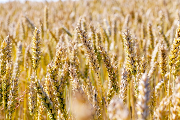 Brightened dried wheat ears on the field during ripening