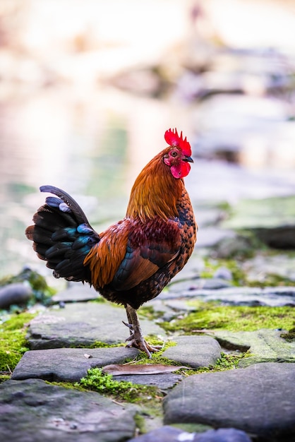 Brightly colored feral rooster Portrait Of Rooster