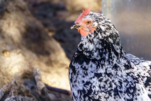 Gallina dai colori vivaci nel campo all'aperto con sfocatura intorno. concetto animale.