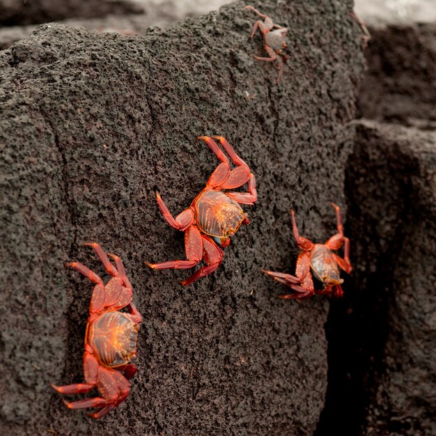 Brightly colored sally lightfoot crabs (grapsus grapsus) on\
moving up on rock, punta espinoza, fernandina island, galapagos\
islands, ecuador