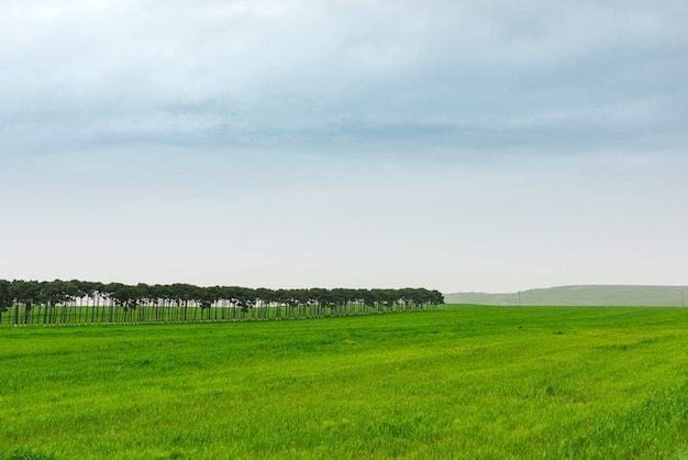 Brightly green farmlands