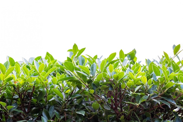 Brightly green leaves on background