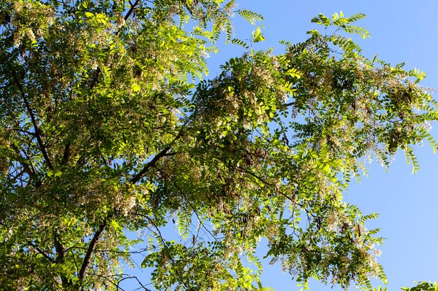 Ярко освещенная солнечным светом листва и цветы деревьев в весенний сезон красивая весенняя зеленая листва с белыми цветами в солнечную погоду