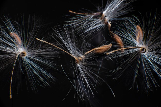 写真 ペラゴニウム種子は色々と輝いており毛がふわふわで体は巻き状でジェラニウムの種子が反射しています