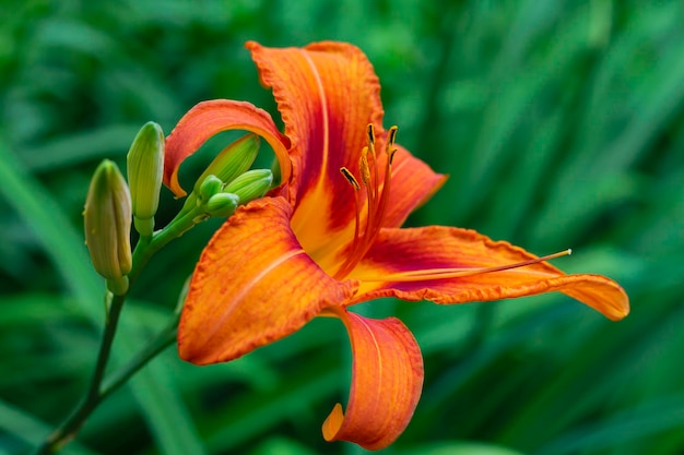 Brightly orange lily flower on green blurred background with copy space Beautiful blooming flower