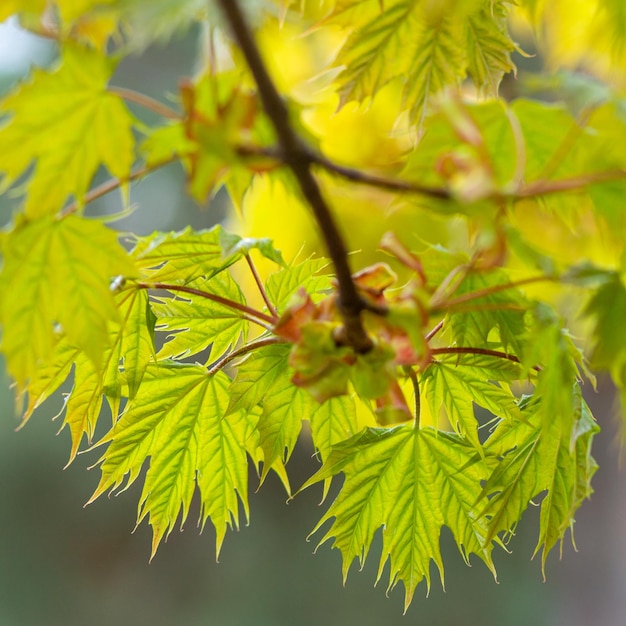 Brightly saturated young blossoming maple leaves in spring