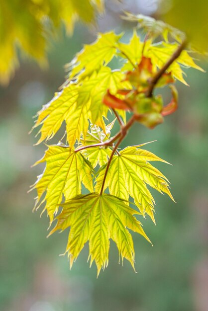 Brightly saturated young blossoming maple leaves in spring