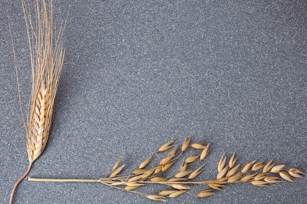 Brightly yellow ears of wheat and barley on the background of gray granite.