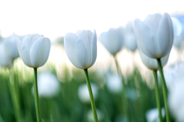 Foto briljante tulpenbloemen met witte bloemblaadjes