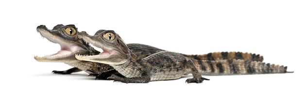 Brilkaaimannen, Kaaiman crocodilus, ook bekend als de witte kaaiman of gewone kaaiman, 2 maanden oud, tegen witte achtergrond