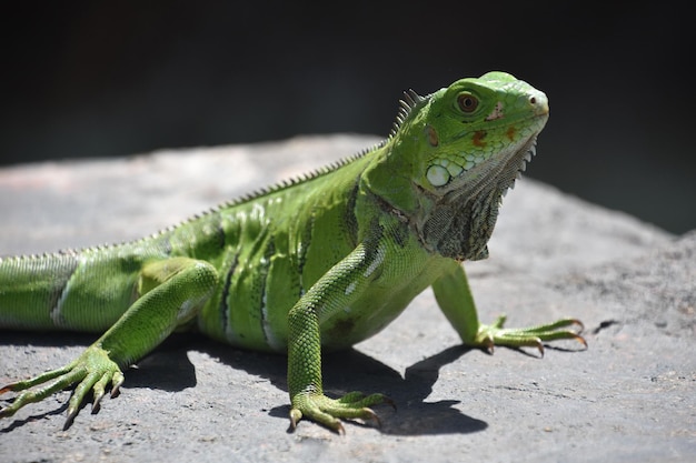 Brilliant bright green iguana lizard posing on a rock in the Caribbean