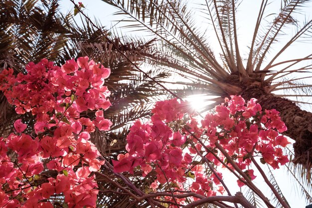 Brilliant colorful blooming flowers and palms leaves in Dubai