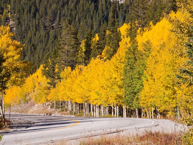 Brilliant fall colors adorn a country road in Colorado.