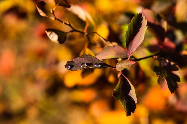 The brilliant leaves of the red japanese barberry shrub