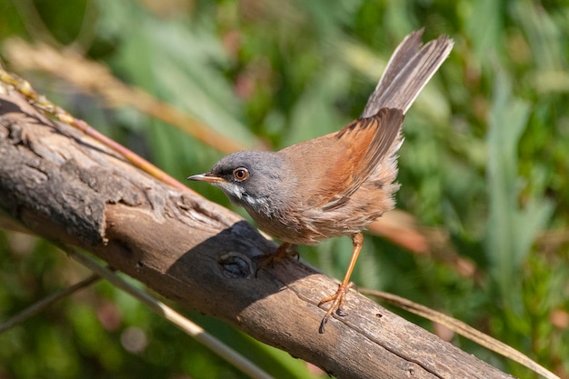 Brilzanger Sylvia conspicillata Malaga Spanje