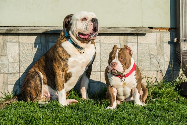 Brindle coat american bulldog dog and american bully puppy outside