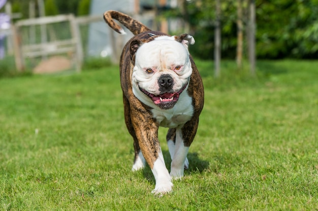 Cane bulldog americano pelo tigrato in movimento sull'erba