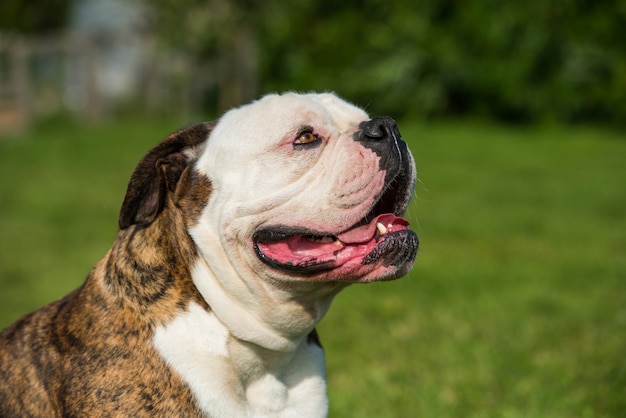 Brindle coat American Bulldog dog portrait in the yard