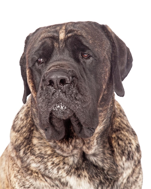 Brindle English Mastiff Dog Closeup