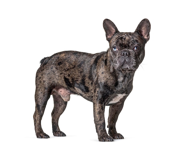 Brindle French bulldog blue eyed standing isolated on white