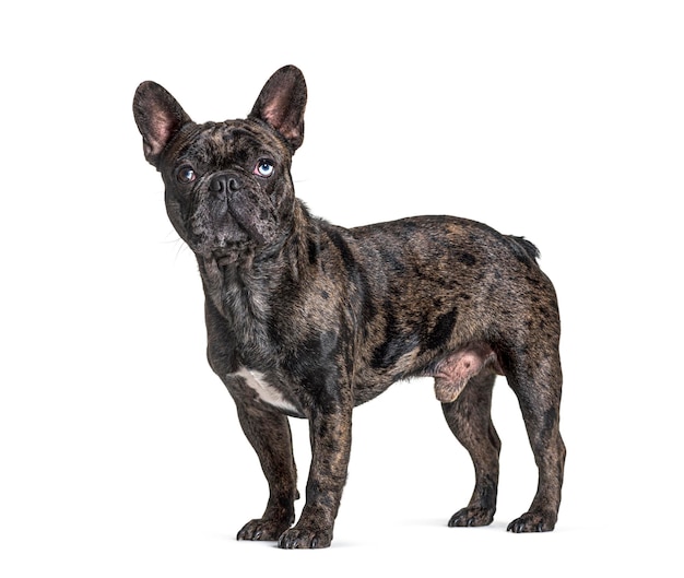 Brindle French bulldog blue eyed standing isolated on white