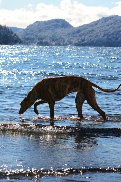 brindle greyhound dog walking by a lake