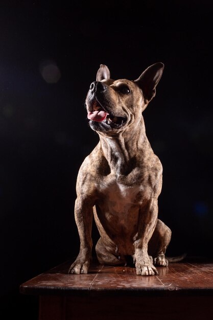 Walking Bully Dog Statue