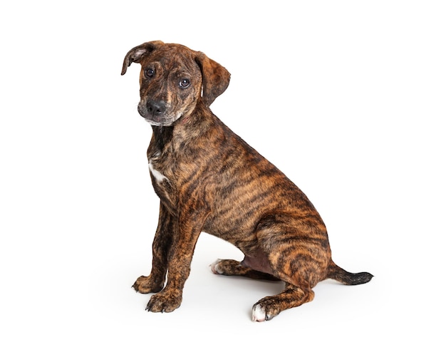 Brindle Puppy Zitzijde Vooruitblikkend