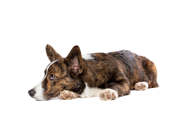 Brindle and white Cardigan Welsh Corgi dog