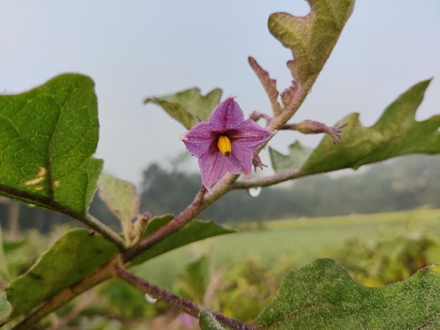 Brinjal violet flower blooming in backyard kitchen gardening, Eggplant flower close up.