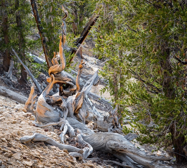 Bristlecone pine de oudste boom in de wereld in zonnige dag