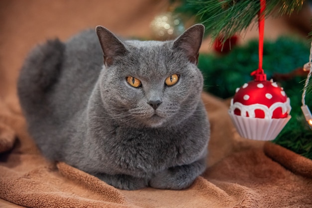 Photo brithish cat with christmas cupcake