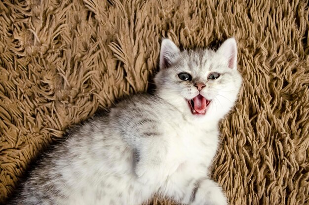 영국 아기 고양이 또는 새끼 고양이가 거짓말을하고 코를 핥는