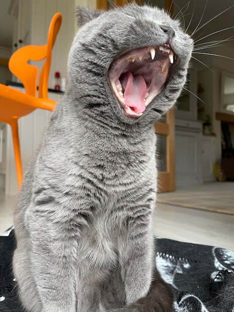 Фото Британская синяя короткошерстная кошка зевает